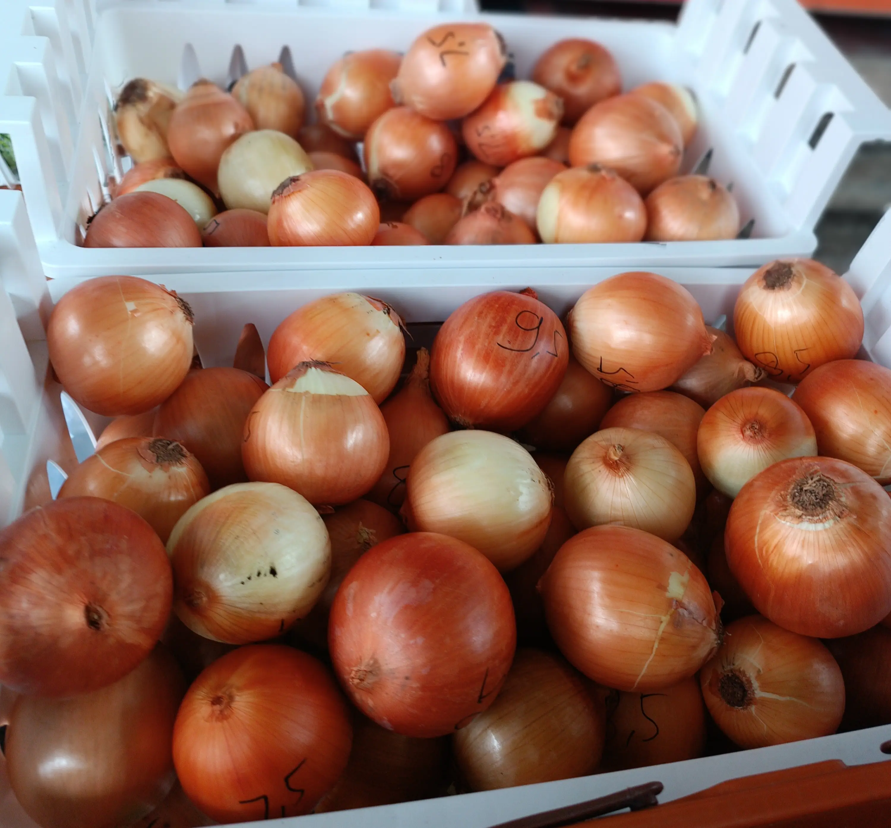 Bombay bijian harga 8.500